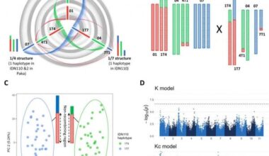 Cracking the Banana Code: Scientists Unravel Genetic Secrets Behind Key Traits