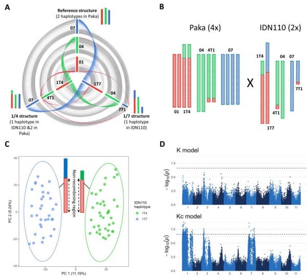 Cracking the Banana Code: Scientists Unravel Genetic Secrets Behind Key Traits
