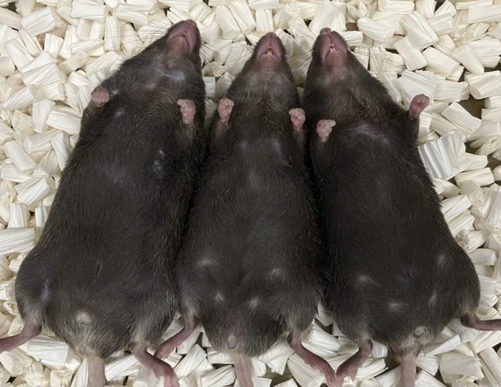 From left to right, a healthy male mouse, an intersex mouse, and a female one, born to iron-deficient mother