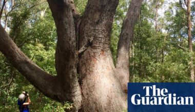 ‘High density’ area of endangered species left out of NSW great koala national park plan, advocates say | Endangered habitats