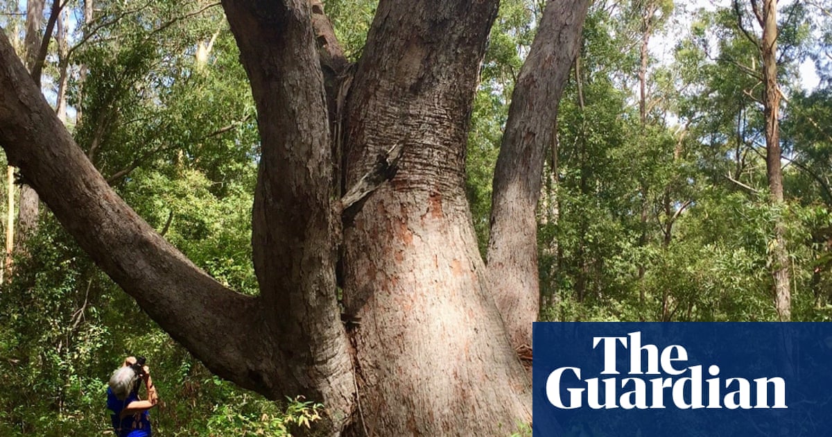‘High density’ area of endangered species left out of NSW great koala national park plan, advocates say | Endangered habitats