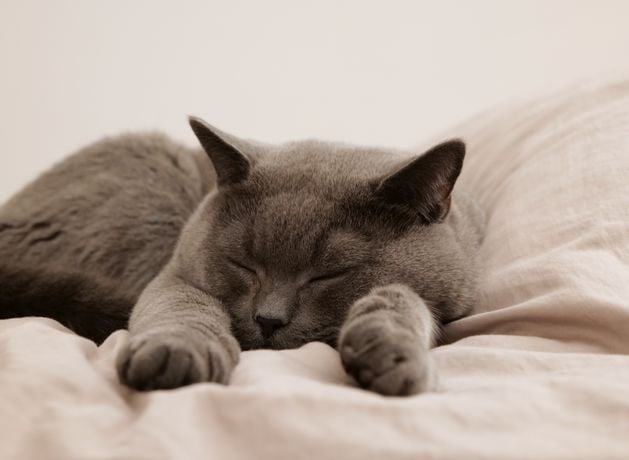 Mandatory microchipping of cats in NI ‘could ease pressures on charities’