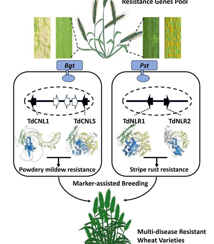 Gene pairs that confer resistance to wheat diseases pave way for breeding better varieties