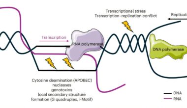 Discovery of two new genetic disorders improves diagnoses for patients with neurodevelopmental conditions