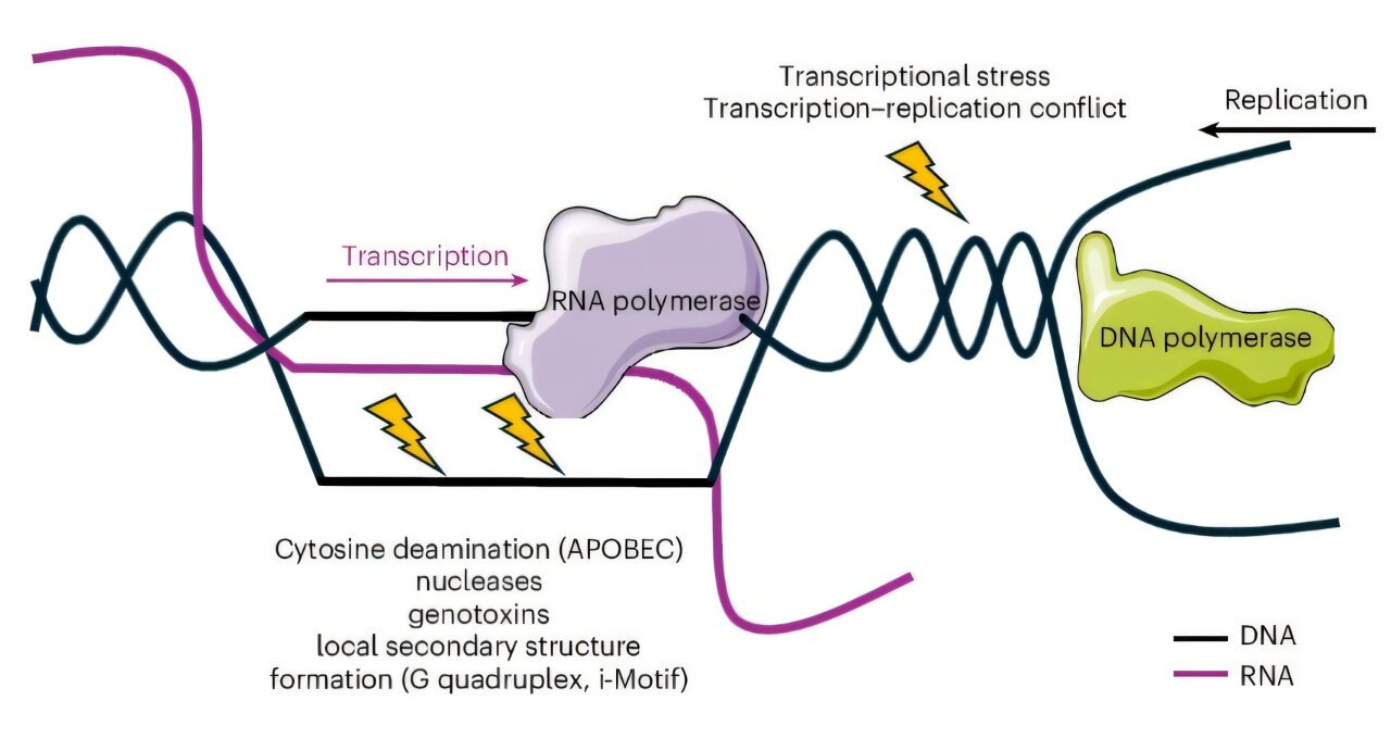 Discovery of two new genetic disorders improves diagnoses for patients with neurodevelopmental conditions