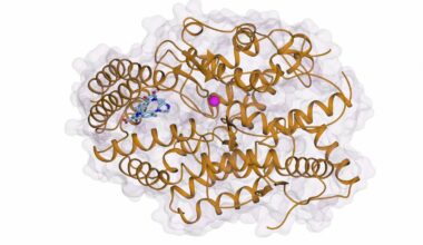 Antibiotic ciprofloxacin shows promise as template for new blood pressure drugs with fewer side effects