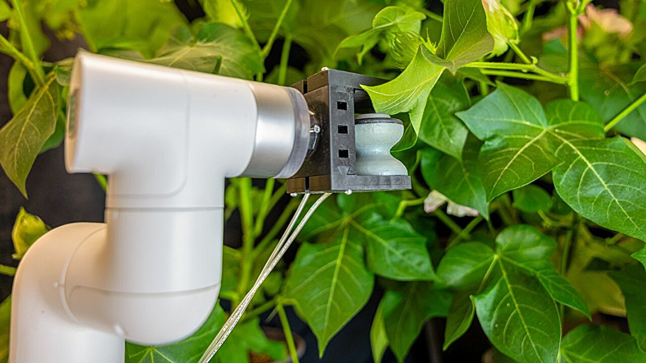 Gentle robot gripper gives plant leaves a 'shot' of sensors and genes for smart farming