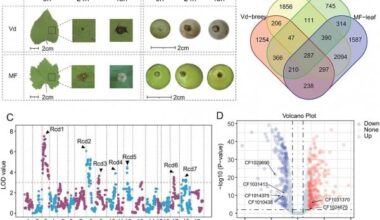 Wild Grape Genome Offers Blueprint for Disease-Resistant Vineyards