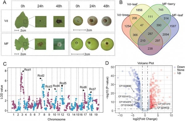 Wild Grape Genome Offers Blueprint for Disease-Resistant Vineyards