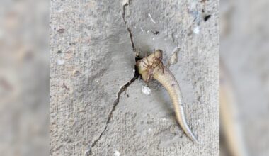 Woman Sees Legs And Tail Sticking Out Of Her Concrete Porch — Then They Move