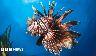 A lionfish - a brown and white striped fish with flared fins - swims in the sea, the edges of kelp can be seen on the left hand side and bottom of the picture.