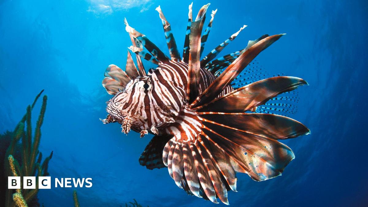 A lionfish - a brown and white striped fish with flared fins - swims in the sea, the edges of kelp can be seen on the left hand side and bottom of the picture.