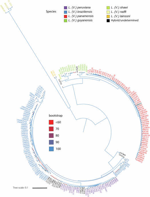 Genetic diversity and comparative genomics across Leishmania (Viannia) species