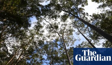 Environmentalists worry as Labor seeks consensus on new federal nature laws | Australian politics