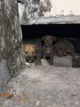 Stray Dog Leads Woman To Crawl Space — And A Pile Of Hidden Babies