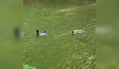 Parkgoers See Two Ducks Swimming Together — Then Realize One Is In Danger