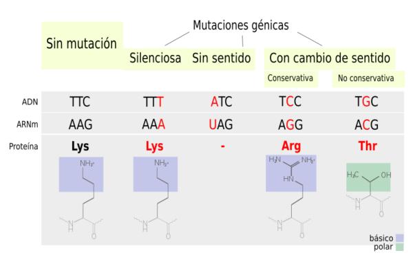 Genetic mutations: examples and definition - types of genetic mutations