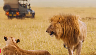In Gujarat, lions are royalty. But what happens when there’s no room for the Crown?