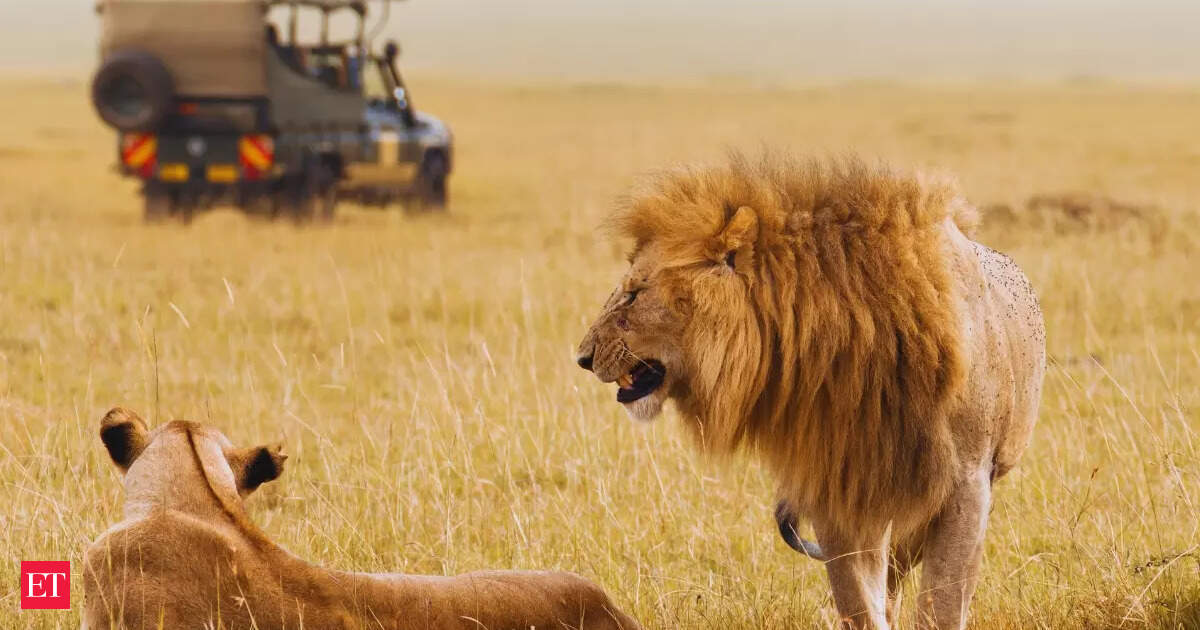 In Gujarat, lions are royalty. But what happens when there’s no room for the Crown?