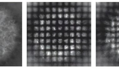 Cellular coordinate system reveals secrets of active matter
