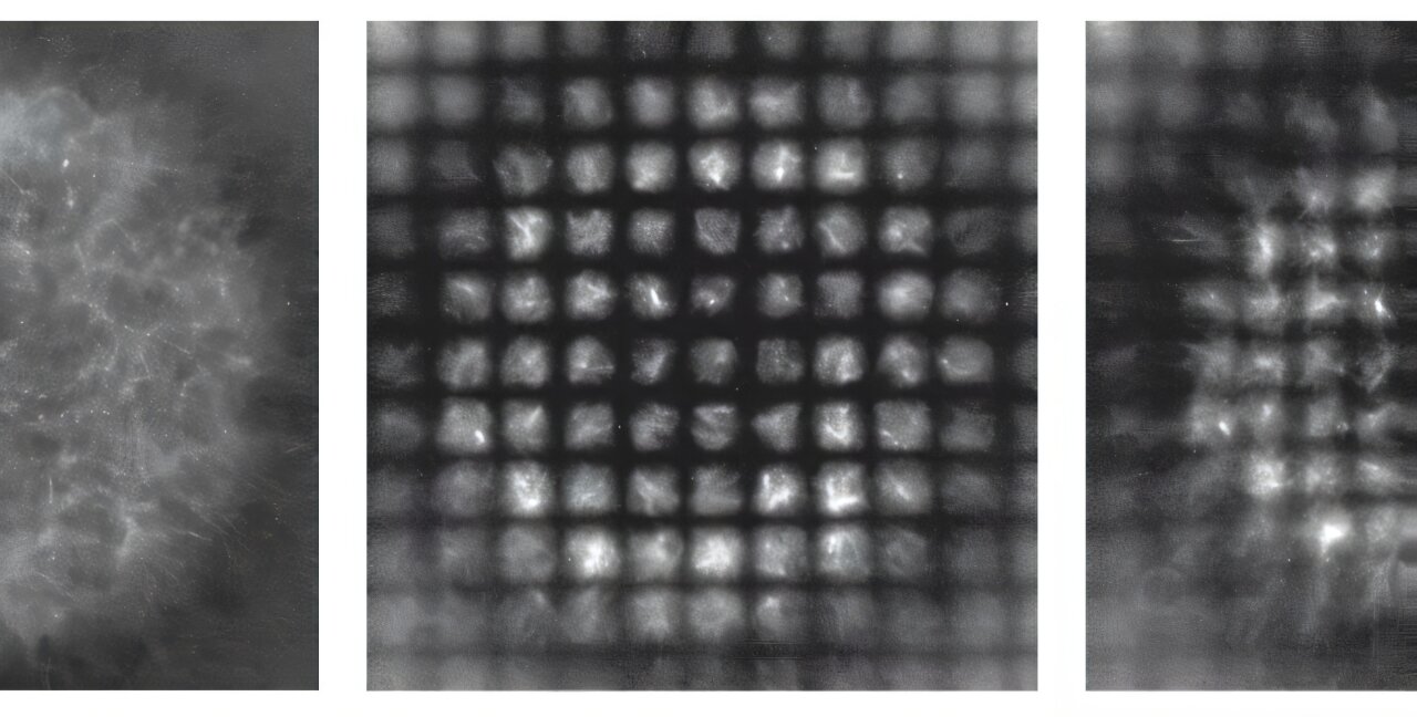 Cellular coordinate system reveals secrets of active matter