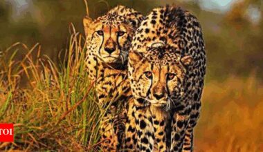 Solar-driven water lift helps Kuno's cheetahs survive heat | India News