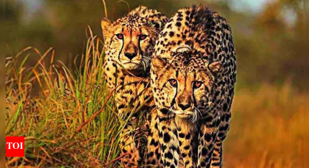Solar-driven water lift helps Kuno's cheetahs survive heat | India News