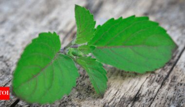 Eating 3 leaves of Tulsi plant can reduce cortisol levels in just 40 minutes