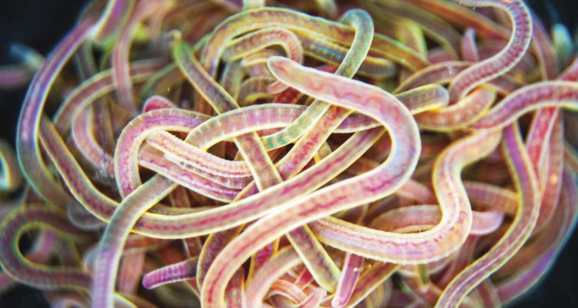 How active polymer chains can self-organize into solid-like clusters