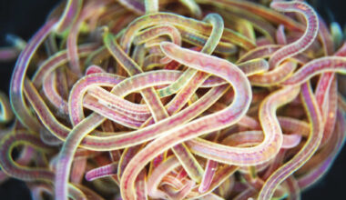 How active polymer chains can self-organize into solid-like clusters