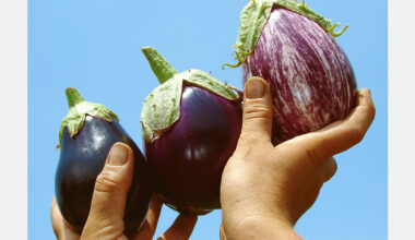 Spain was the world's leading aubergine exporter in 2024