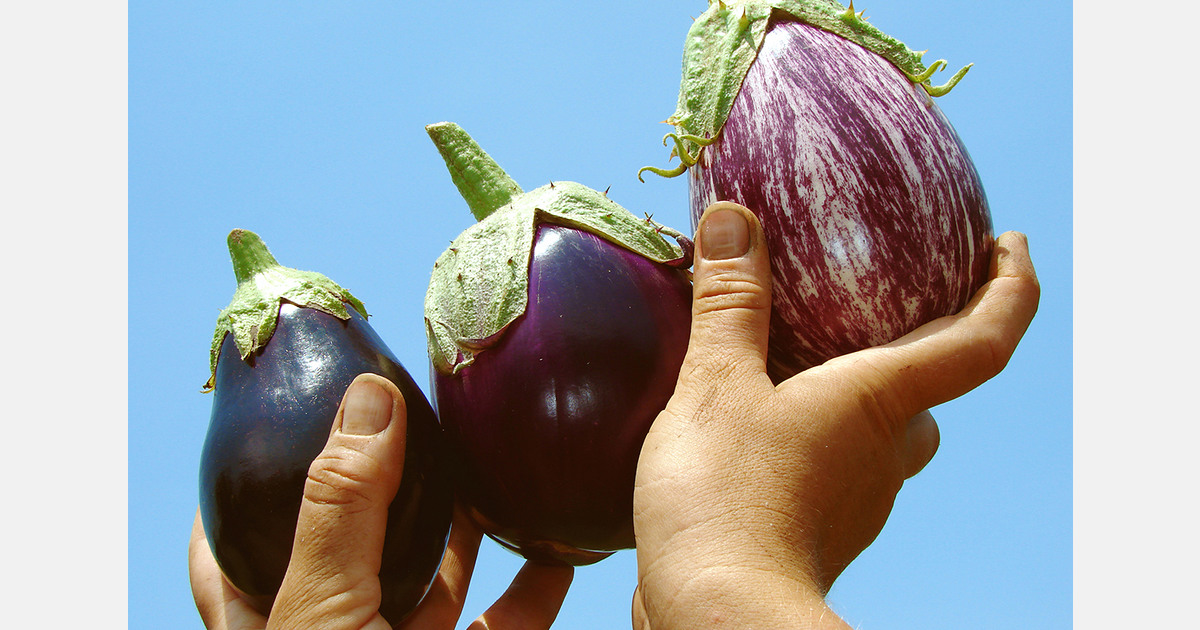 Spain was the world's leading aubergine exporter in 2024