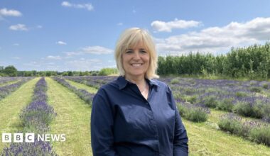 A woman in a dark blue shirt stood in front of rows of planted lavender, separated by grass. The sky is bright and blue with a few clouds.