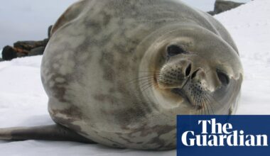 Antarctic seal numbers falling drastically due to melting sea ice, research shows | Sea ice