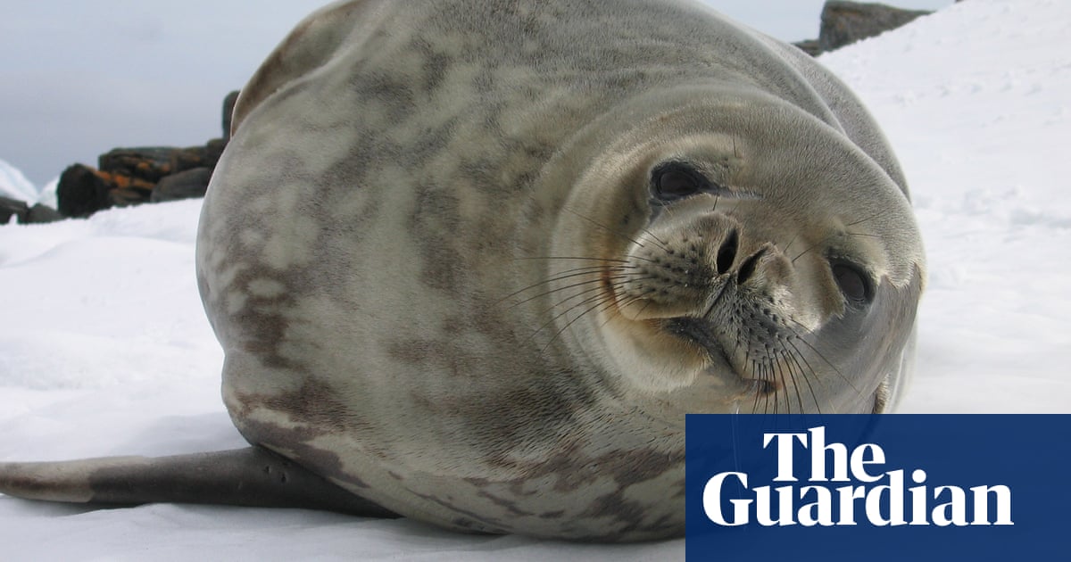 Antarctic seal numbers falling drastically due to melting sea ice, research shows | Sea ice