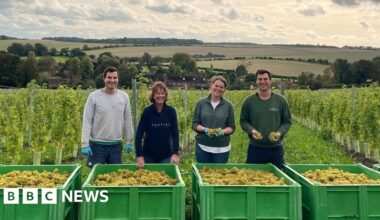 Vineyard helps Berkshire farming family cope with climate change