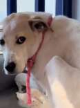 Shelter Dog Has Given Up On Humans After Waiting 5 Years For Someone He Can Trust
