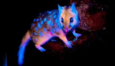 Wildlife Photographer Blown Away By Rare Marsupial's Fur Glowing In The Dark