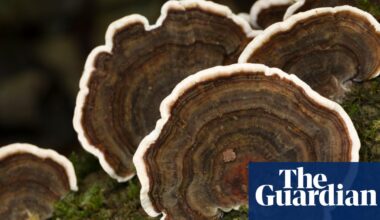 Do medicinal mushroom products actually work? – podcast | Science