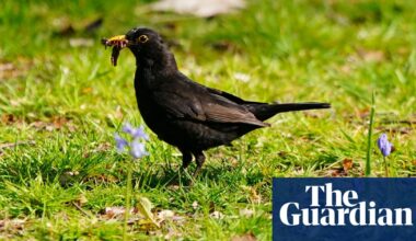 Birdwatch: Britain’s dry springs put beloved blackbird under threat | Environment