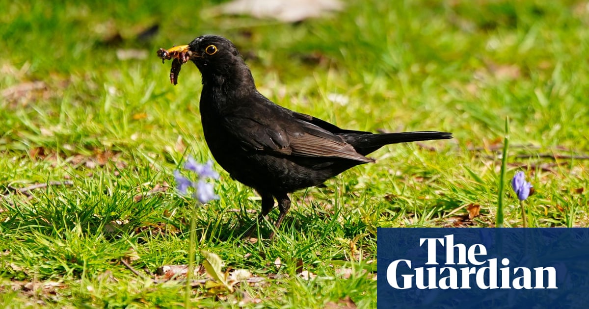 Birdwatch: Britain’s dry springs put beloved blackbird under threat | Environment