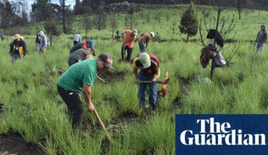 One man, thousands of trees and heaps of determination: how regreening Guatemala transformed a village | Deforestation
