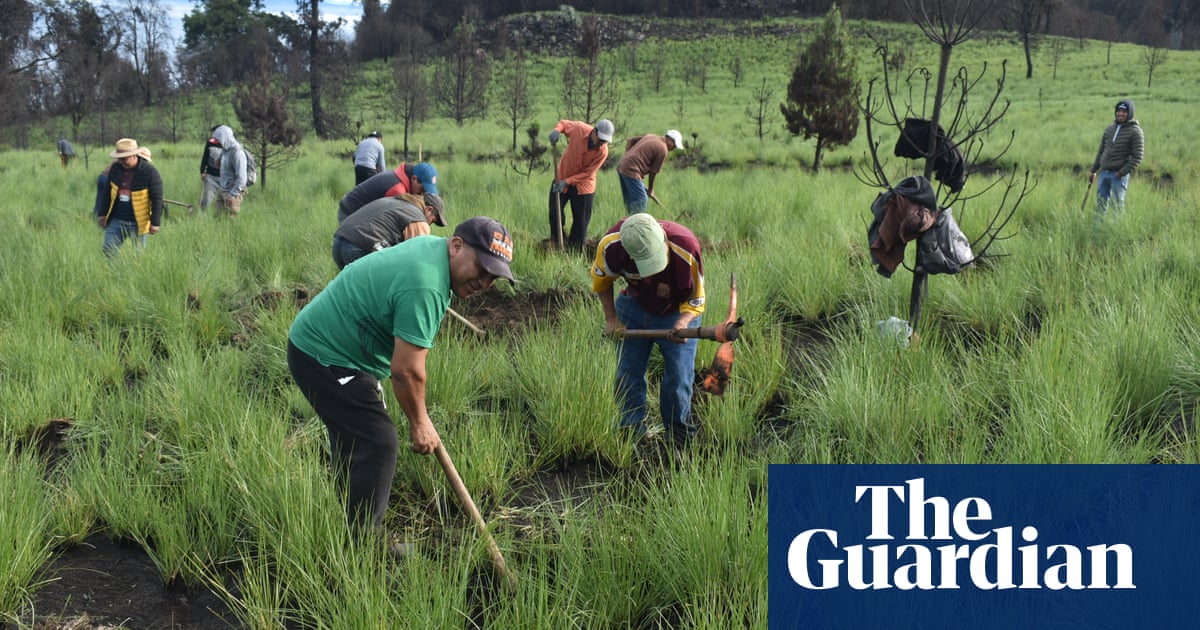One man, thousands of trees and heaps of determination: how regreening Guatemala transformed a village | Deforestation