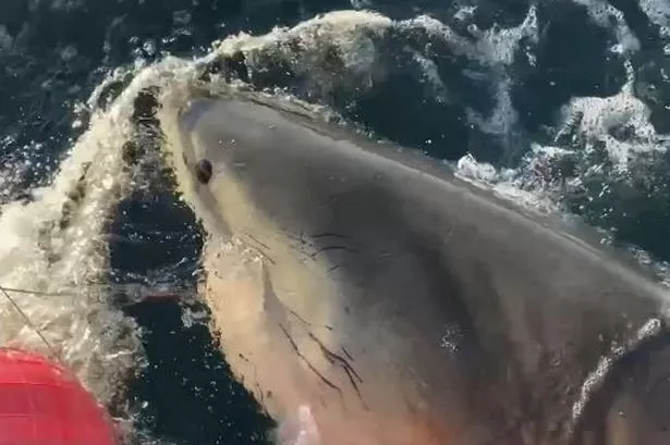 Contender, the 14ft, great white shark. 