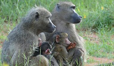 Human violence causes long-term anxiety and stress in South African baboon population, study suggests