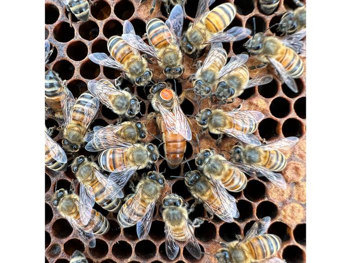 Worker bees surround queen bee