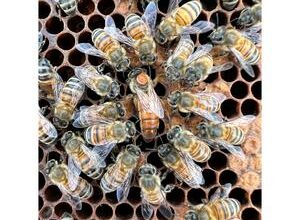 How a genetic tug-of-war decides the fate of a honey bee