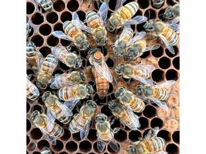 How a genetic tug-of-war decides the fate of a honey bee