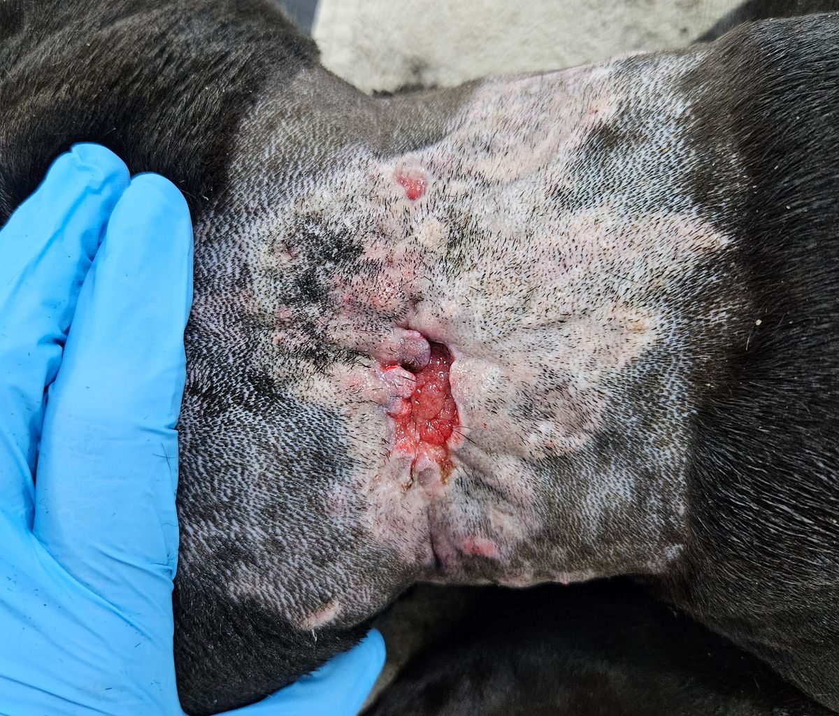 Kane's wound caused by a fight with another dog