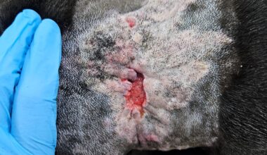 Kane's wound caused by a fight with another dog